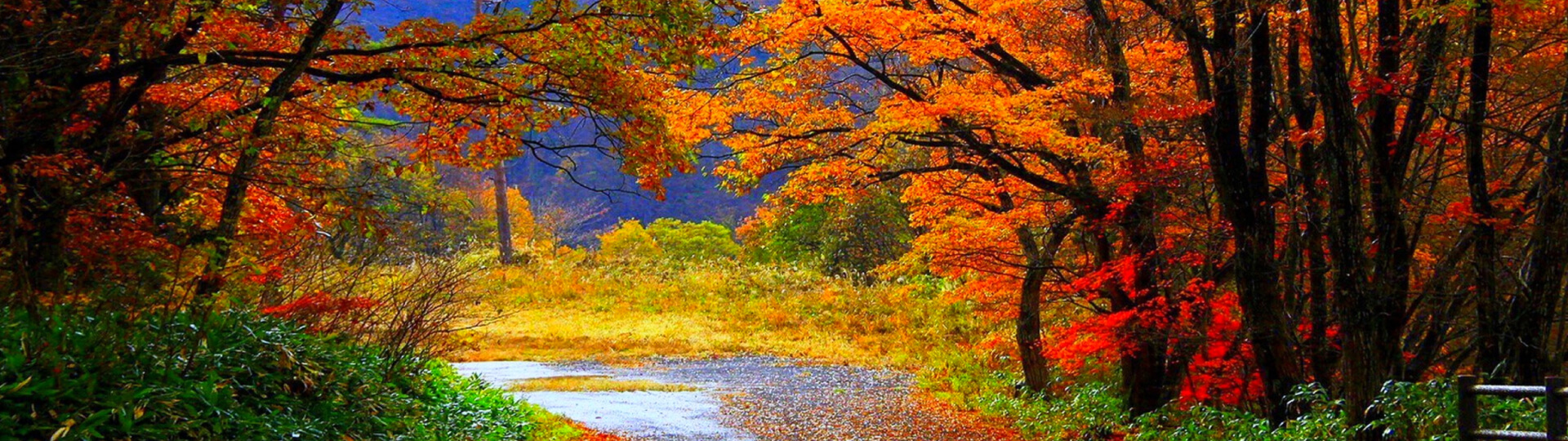 The beautiful colors of the autumn months